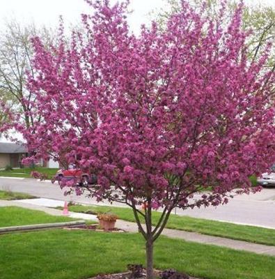 crabapple-perfect-purple-pine-lane-nursery