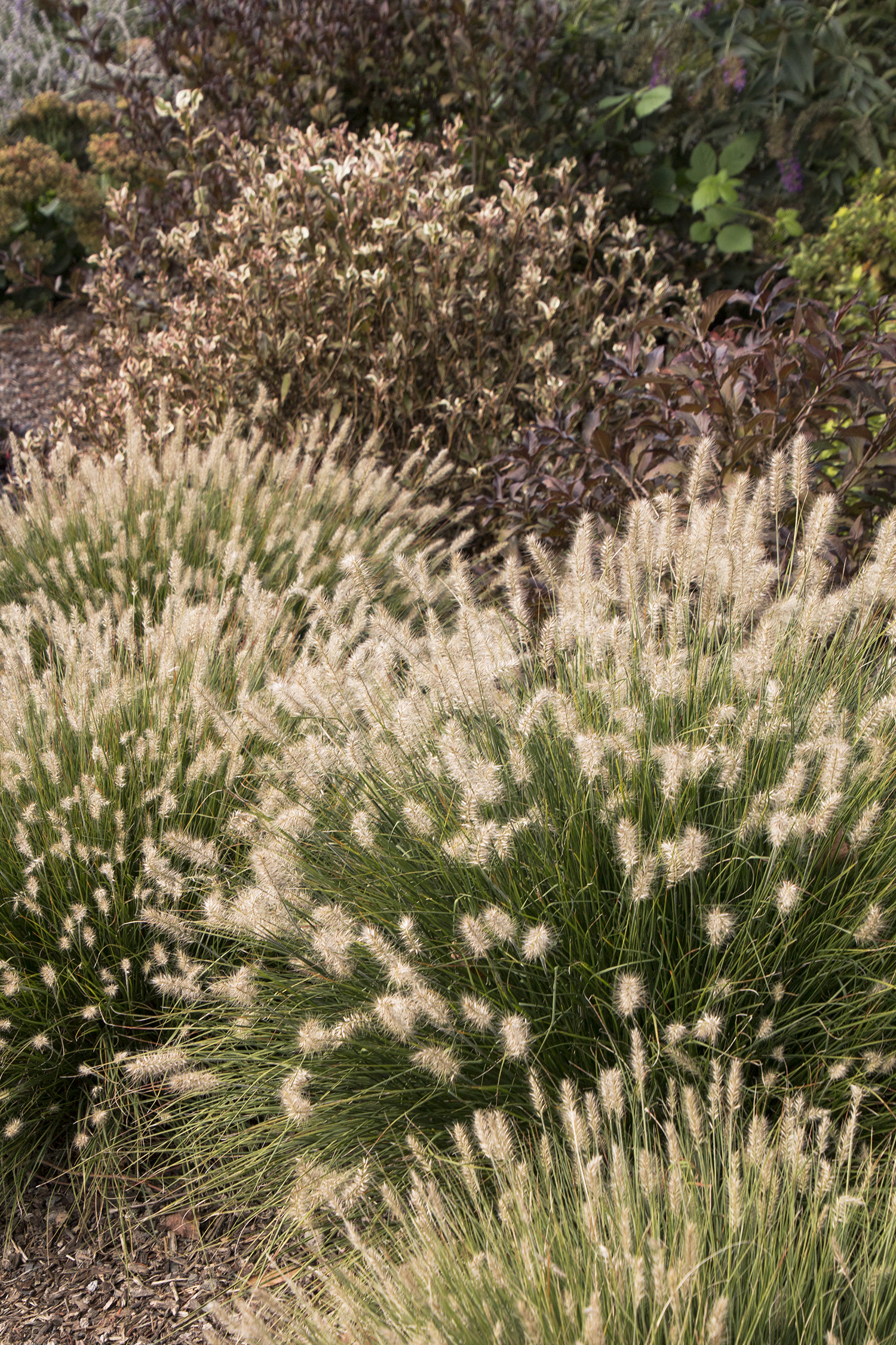 Fountain Grass/ Little Bunny - Pine Lane Nursery