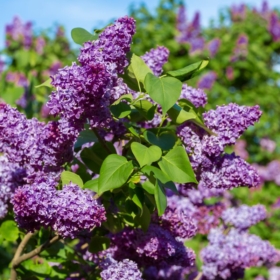 Lilac/ Common Purple