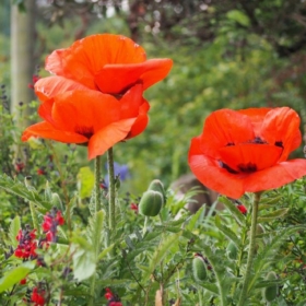 Poppy – Oriental