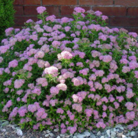 Spirea/ Little Princess