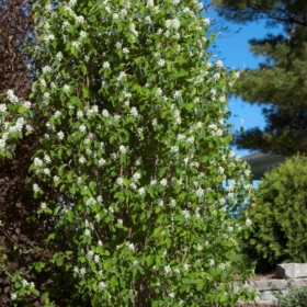 Serviceberry/ Standing Ovation