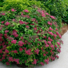 Spirea/ Double Play Red