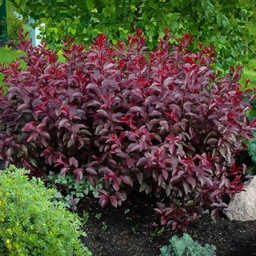 Sand Cherry/ Purple Leaf