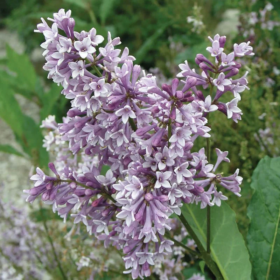 Lilac/ Donald Wyman