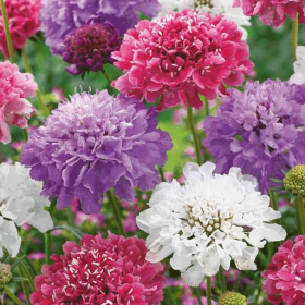 Pincushion Flower