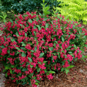 Weigela/ Red Prince