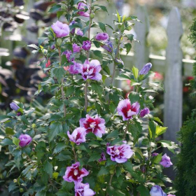 Rose of Sharon/ Purple Pillar