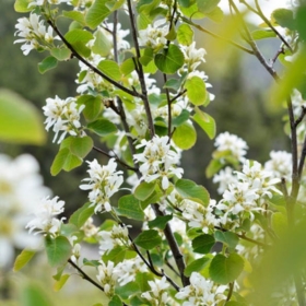 Serviceberry/ Regent
