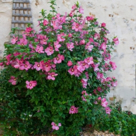 Rose of Sharon/ Aphrodite