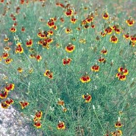 Prairie Coneflower