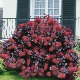 Smokebush/ Royal Purple