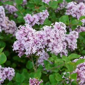 Lilac/ Dwarf Korean