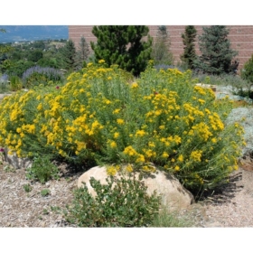 Rabbitbrush/ Dwarf