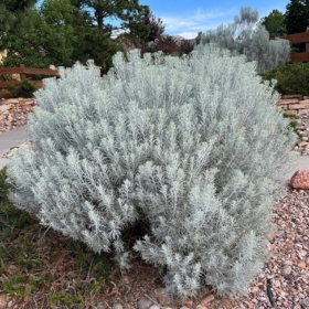 Rabbitbrush/ Tall blue