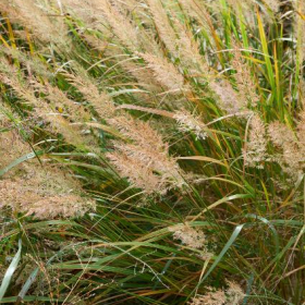 Feather Reed Grass/ Korean