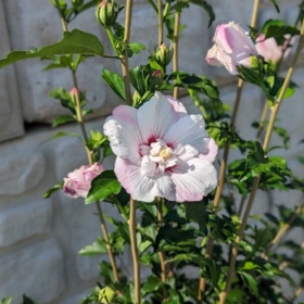 Rose of Sharon/ Fiji