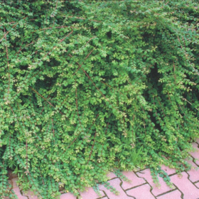 Snowberry/ Hancock