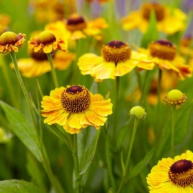 Sneezeweed