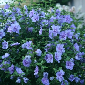 Rose of Sharon/ Blue Chiffon