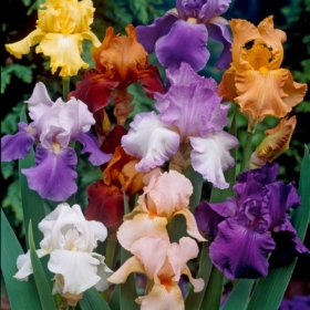 Iris