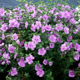 Rose of Sharon/ Lavender Chiffon