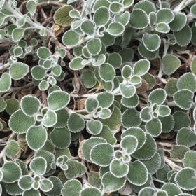 Silverheels Horehound