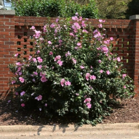 Rose of Sharon/ Minerva