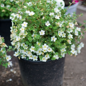Potentilla/ McKays White