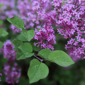 Lilac/ Bloomerang Dark Purple