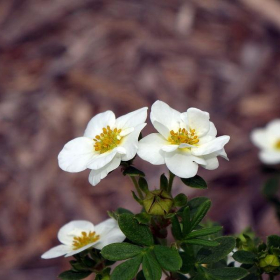 Potentilla/ Creme Brulee