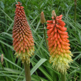 Torch Lily/ Red Hot Poker