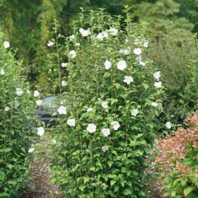 Rose of Sharon/ White Pillar