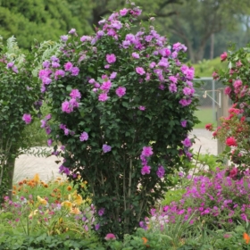 Rose of Sharon/ Tahiti