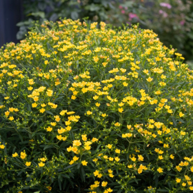 St. John’s Wort/ Sunny Boulevard