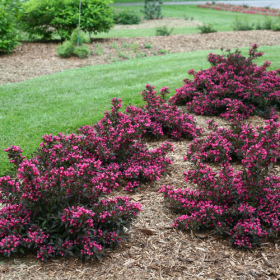 Weigela/ Spilled Wine
