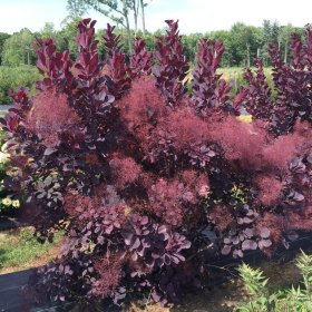 Smokebush/ Winecraft Black
