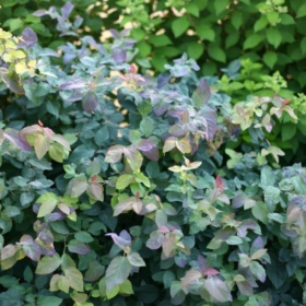 Spirea/ Double Blue Kazoo