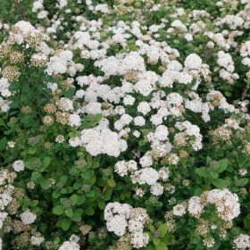 Spirea/ Birchleaf ‘Tor’