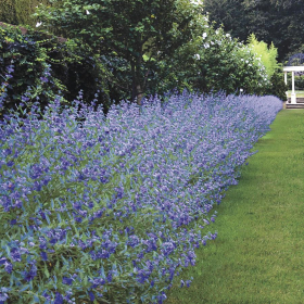 Spirea/ Blue Mist