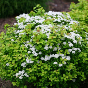 Spirea/ Birchleaf Glow Girl