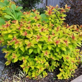 Spirea/ Magic Carpet