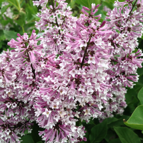 Lilac/ Miss Kim