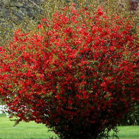 Quince/ Texas Scarlet