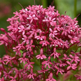Jupiter’s Beard / Red Valerian