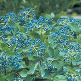 Viburnum/ Blue Muffin