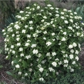 Viburnum/ Mini Man