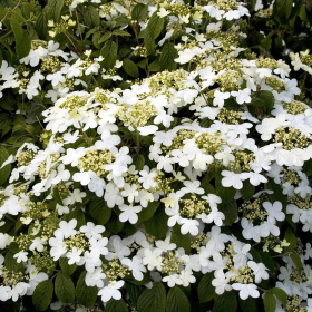 Viburnum/ Summer Snowflake