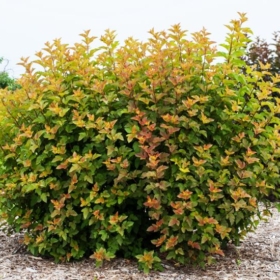 Ninebark/ Amber Jubilee