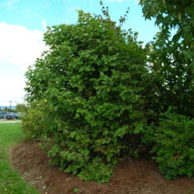 Viburnum/ Cranberry, American